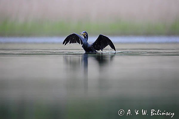 Kormoran czarny, Phalacrocorax carbo
