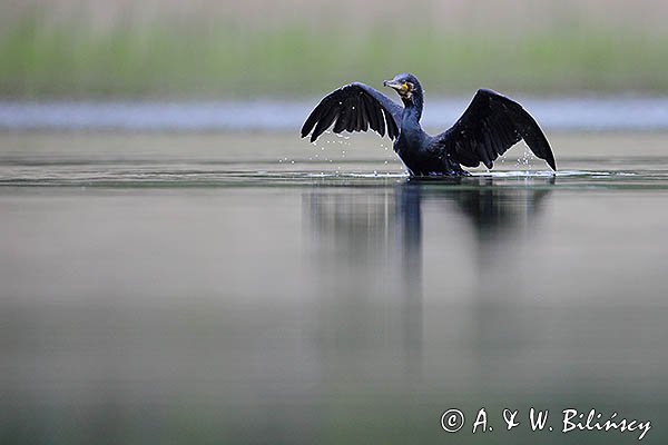 Kormoran czarny, Phalacrocorax carbo