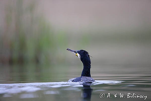 Kormoran czarny, Phalacrocorax carbo