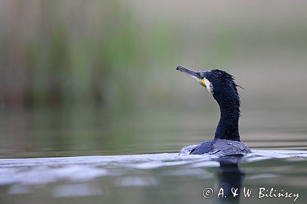 Kormoran czarny, Phalacrocorax carbo