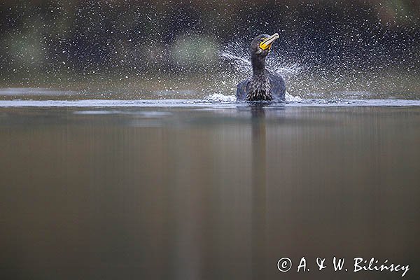 Kormoran czarny, Phalacrocorax carbo