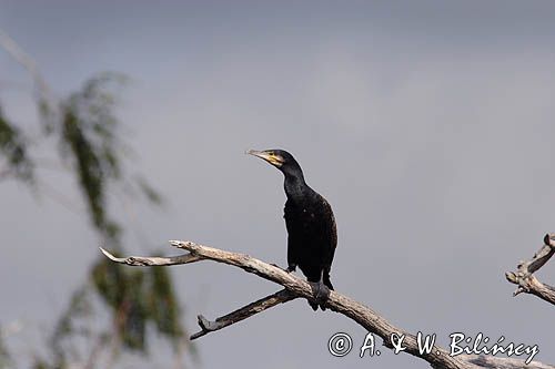 Kormoran czarny Phalacrocorax carbo)