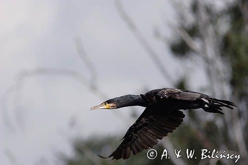 Kormoran czarny Phalacrocorax carbo)