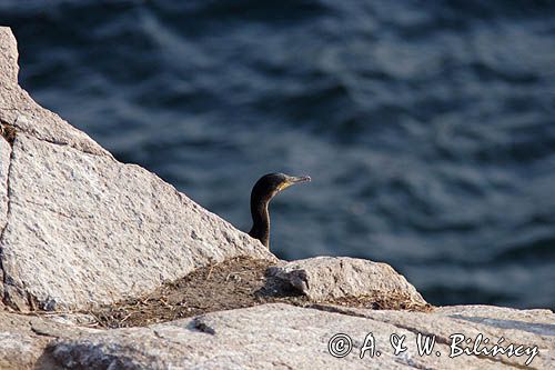 Kormoran czarny Phalacrocorax carbo)