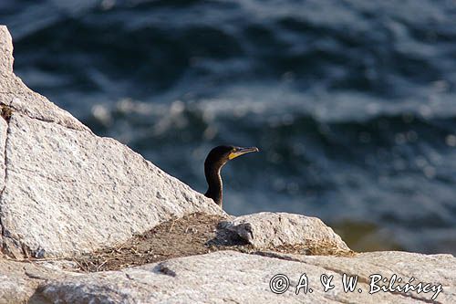 Kormoran czarny Phalacrocorax carbo)