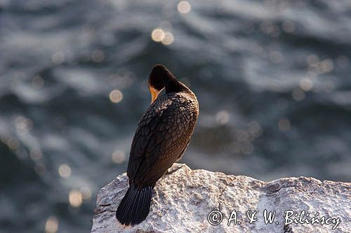 Kormoran czarny Phalacrocorax carbo)