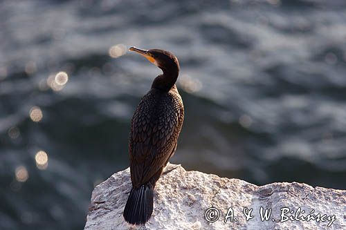 Kormoran czarny Phalacrocorax carbo)