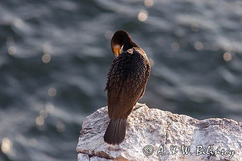 Kormoran czarny Phalacrocorax carbo)