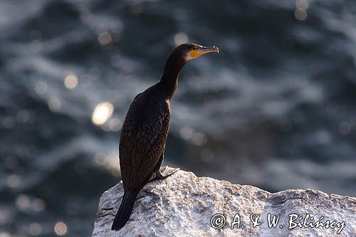 Kormoran czarny Phalacrocorax carbo)