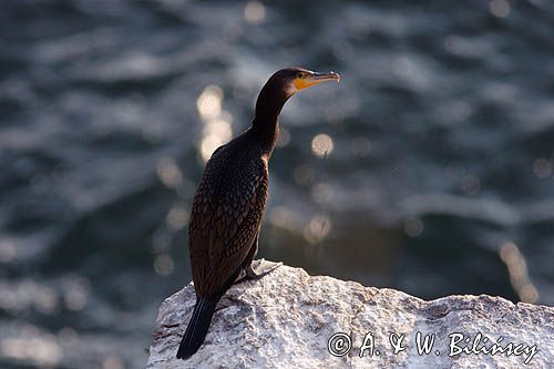 Kormoran czarny Phalacrocorax carbo)