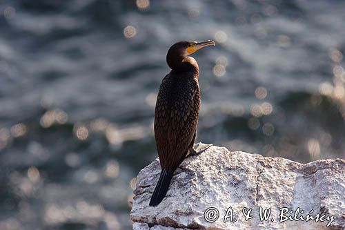 Kormoran czarny Phalacrocorax carbo)