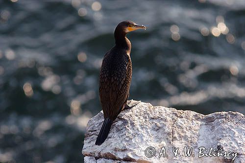 Kormoran czarny Phalacrocorax carbo)