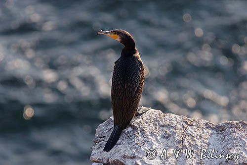 kormorany na klifach koło Hammerhavn, wyspa Bornholm, Dania, Kormoran czarny Phalacrocorax carbo)