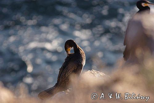 Kormoran czarny Phalacrocorax carbo)