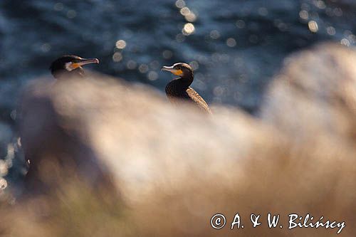 Kormoran czarny Phalacrocorax carbo)