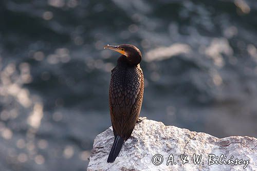 Kormoran czarny Phalacrocorax carbo)