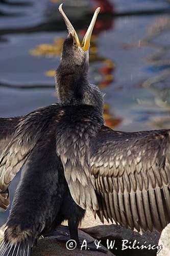 Kormoran czarny Phalacrocorax carbo)