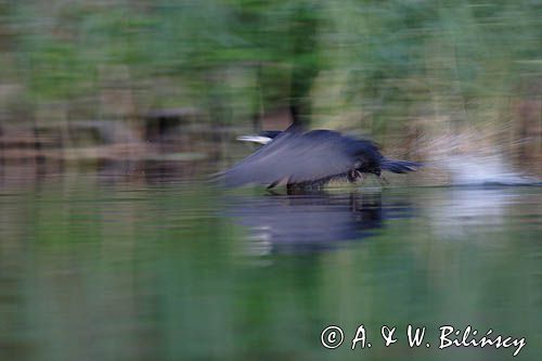 Kormoran czarny Phalacrocorax carbo) startujący