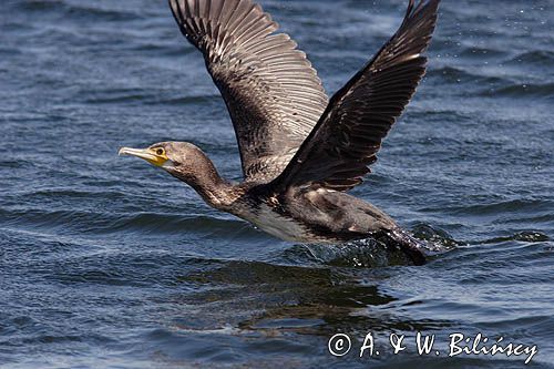 Kormoran czarny Phalacrocorax carbo) startujący