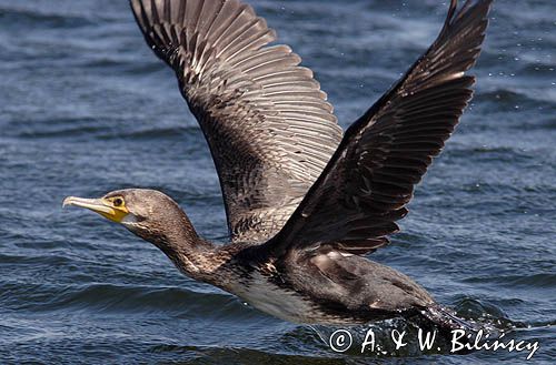 Kormoran czarny Phalacrocorax carbo) startujący