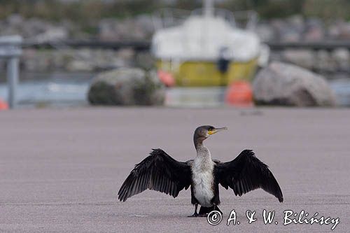 Kormoran w porcie Böda na Olandii, Szwecja. fotografia przyrodnicza, bank zdjęć Bilińscy