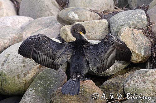 Kormoran czarny Phalacrocorax carbo) suszący skrzydła