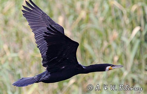 Kormoran czarny, Phalacrocorax carbo