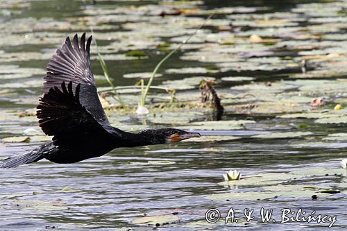 Kormoran czarny, Phalacrocorax carbo