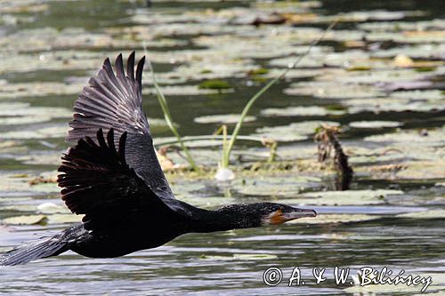 Kormoran czarny, Phalacrocorax carbo