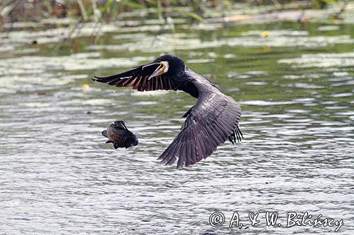 Kormoran czarny, Phalacrocorax carbo