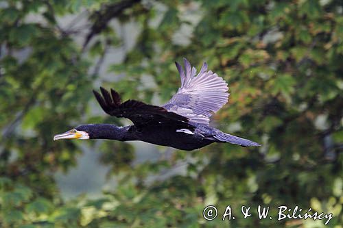 Kormoran czarny, Phalacrocorax carbo