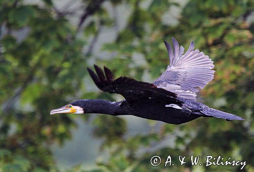 Kormoran czarny, Phalacrocorax carbo