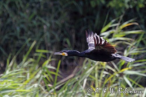 Kormoran czarny, Phalacrocorax carbo