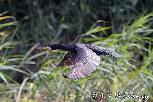 Kormoran czarny, Phalacrocorax carbo