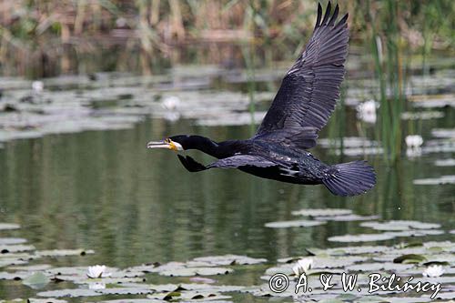 Kormoran czarny, Phalacrocorax carbo