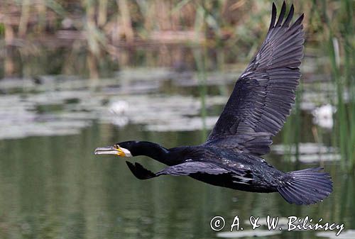 Kormoran czarny, Phalacrocorax carbo