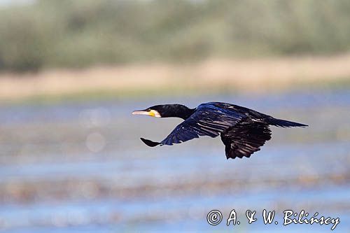 Kormoran czarny, Phalacrocorax carbo