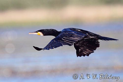 Kormoran czarny, Phalacrocorax carbo