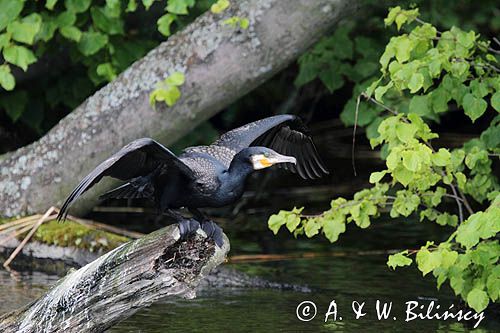 Kormoran czarny, Phalacrocorax carbo