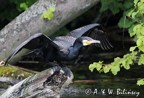 Kormoran czarny, Phalacrocorax carbo