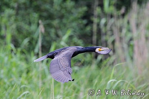 Kormoran czarny, Phalacrocorax carbo