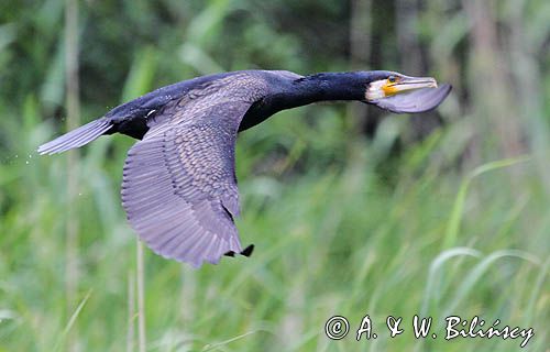 Kormoran czarny, Phalacrocorax carbo