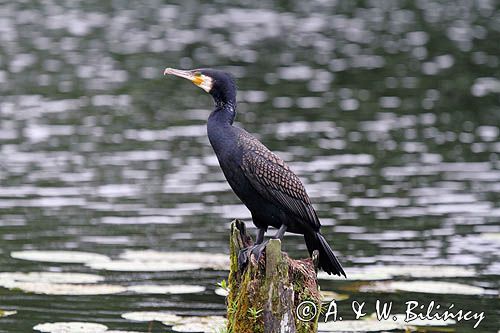 Kormoran czarny, Phalacrocorax carbo