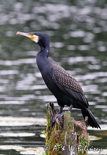 Kormoran czarny, Phalacrocorax carbo