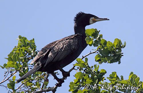 Kormoran czarny, Phalacrocorax carbo z ułamanym dziobem