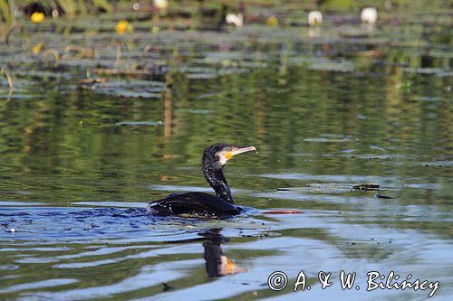 Kormoran czarny, Phalacrocorax carbo