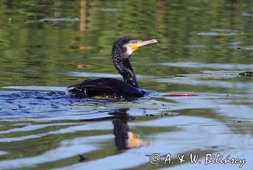 Kormoran czarny, Phalacrocorax carbo