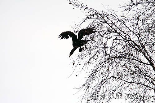 kormoran czarny, Phalacrocorax carbo