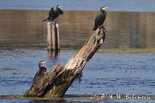 Kormoran polujący na Brdzie. Fotografia przyrodnicza, Bank Zdjęć Bilińscy