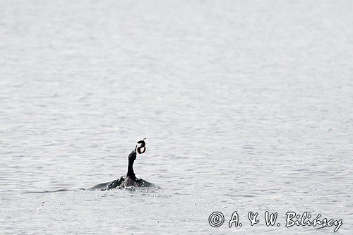 kormoranczarny z ofiarą, Phalacrocorax carbo, Bałtyk